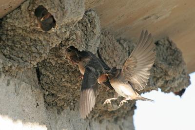 Cliff Swallow Fight 1