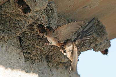 Cliff Swallow Fight 2