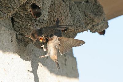 Cliff Swallow Fight 3