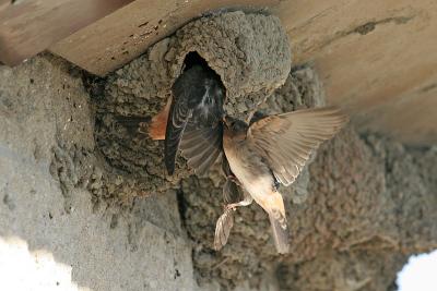 Another Cliff Swallow Fight