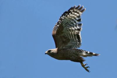 Red-shouldered Hawk