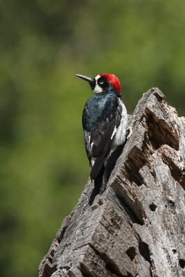 Acorn Woodpecker