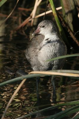 Common Moorhen, juvenile