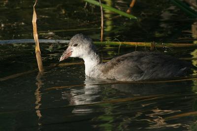 Common Moorhen, juvenile