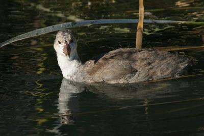 Common Moorhen, juvenile