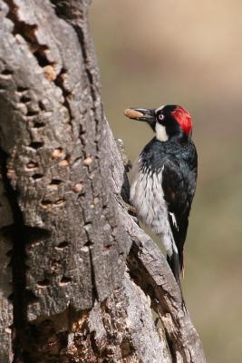 Acorn Woodpecker