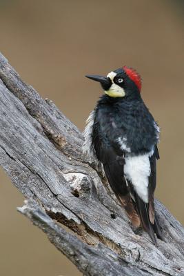 Acorn Woodpecker