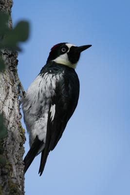 Acorn Woodpecker