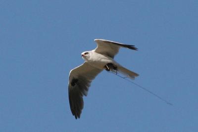 White-Tailed Kite with Mouse