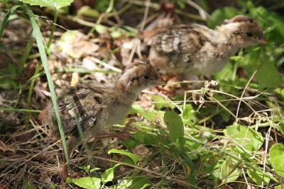 California Quail chicks