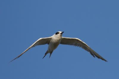 Forster's Tern, juvenile