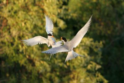 Forster's Terns fighting