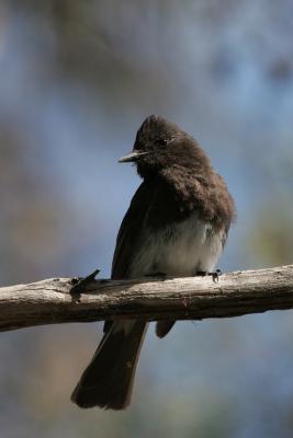 Black Phoebe