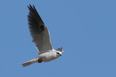 White-Tailed Kite with Mouse