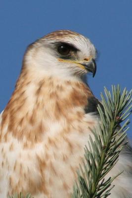 White-Tailed Kite fledgling, 100% crop