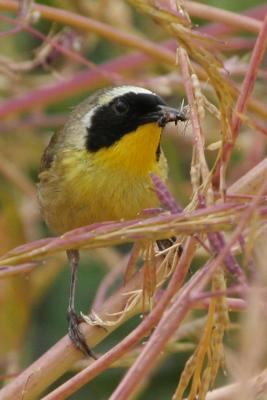 Common Yellowthroat with insect
