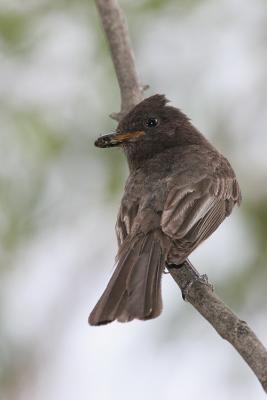 Black Phoebe with fly