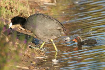American Coot parent and chick