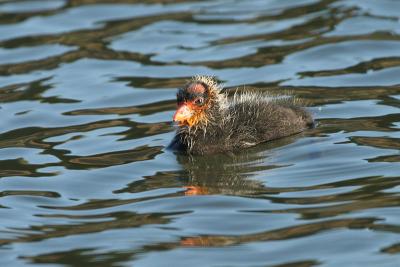 American Coot chick