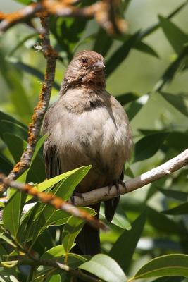 California Towhee