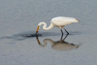 Great Egret catching fish