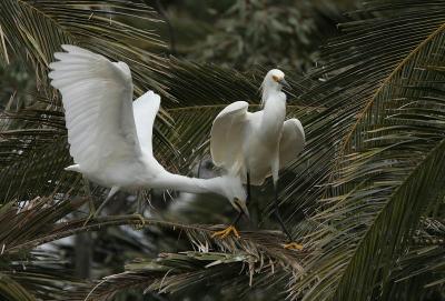 Snowy Egret biting parent