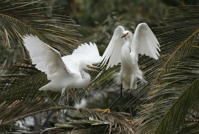 Snowy Egret parent and child