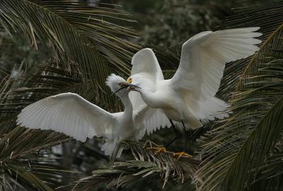 Snowy Egret feeding