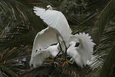 Snowy Egrets biting parent