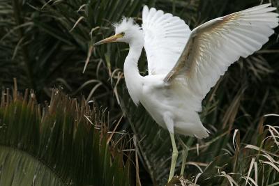 Snowy Egret fledgling