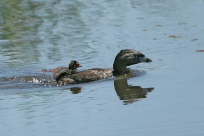 Pied-billed Grebe carrying chick