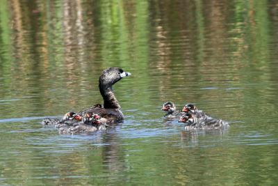 Pied-billed Grebe with chicks