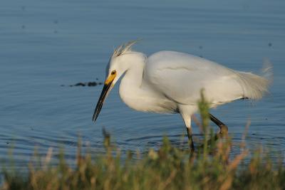 Snowy Egret