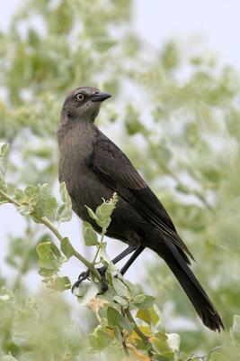 Great-Tailed Grackle, female