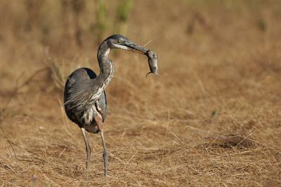 Great Blue Heron with rodent
