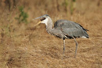 Great Blue Heron swallowing rodent