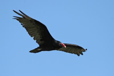 Turkey Vulture