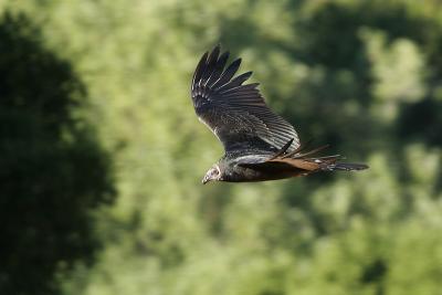 Turkey Vulture, juvenile