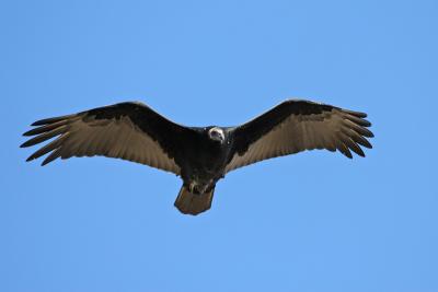 Turkey Vulture, juvenile