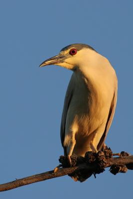 Black-Crowned Night Heron