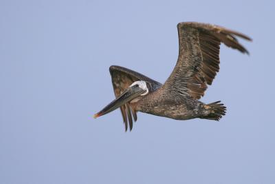 Brown Pelican