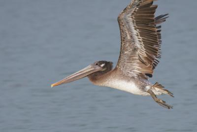 Brown Pelican