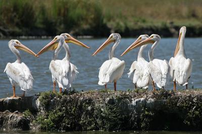 American White Pelicans