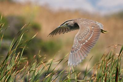 Black-Crowned Night Heron, Juvenile