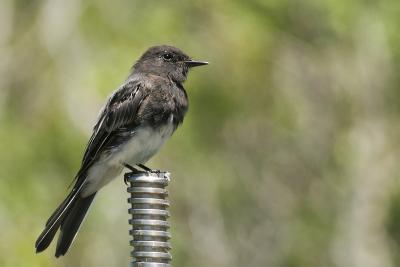 Black Phoebe