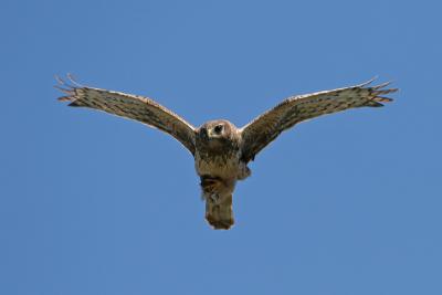 Northern Harrier with small bird
