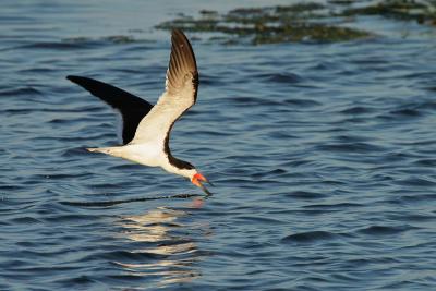Black Skimmer skimming