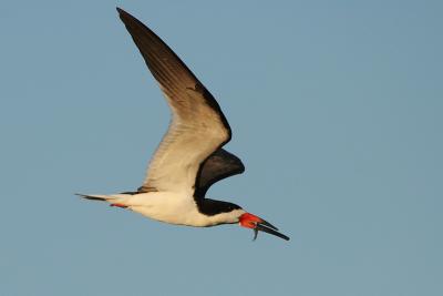 Black Skimmer with fish