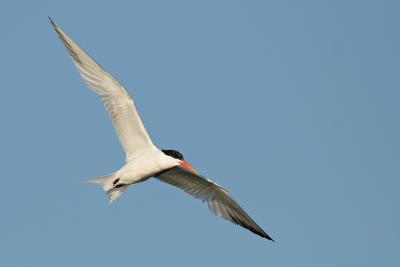 Elegant Tern