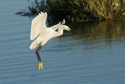 Snowy Egret